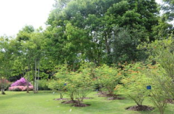 西双版纳写真种草,探寻西双版纳的自然秘境与人文风情