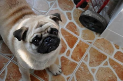 八哥犬多少钱一只,了解不同品种与血统的定价标准