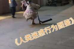 沙雕搞笑视频合集,沙雕搞笑视频合集，欢乐无限