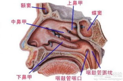 鼻炎有哪些症状,鼻炎症状概述